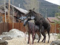 HornyMoose_Bob-Balink-ForKUSATV-630x472.jpg